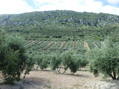 The road to Fuente Alhama.